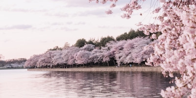 Cheery Blossom at lake